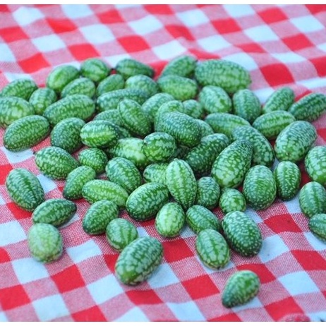 Hạt giống Dưa Hấu Mini 10 Hạt TẶNG KÈM KÍCH MẦM NHANH