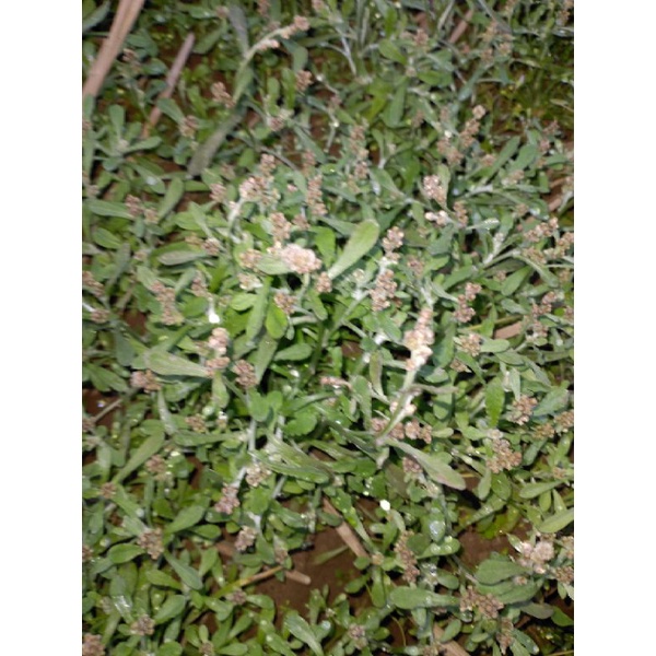 Rau khúc, rau khúc khô làm bánh khúc, bột khúc làm bánh khúc