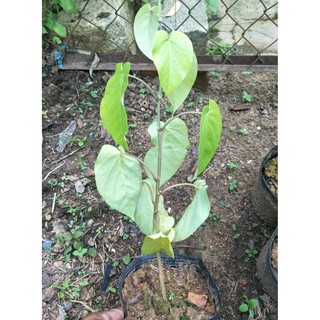 Cây giống chanh leo ngọt Colombia