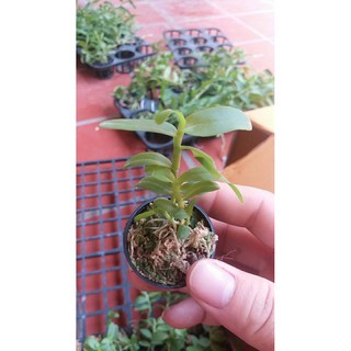 Phi điệp 5ct hải dương