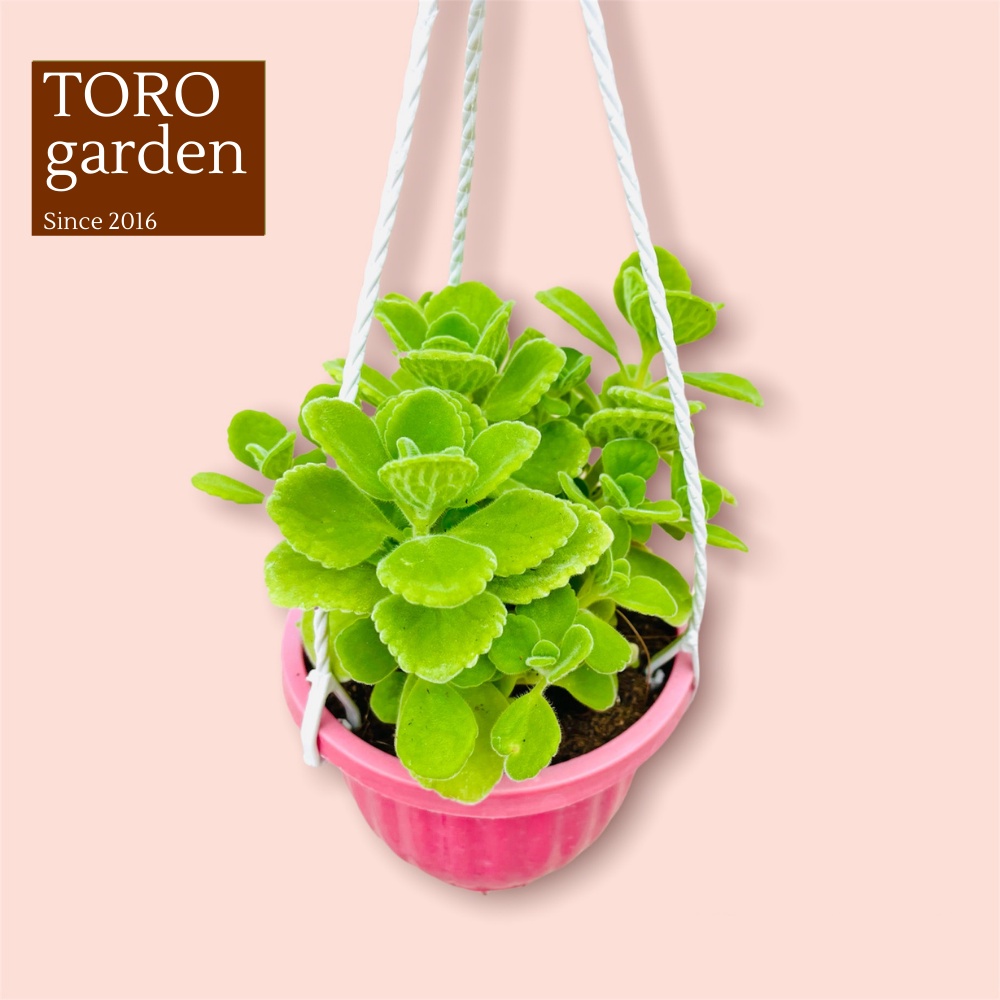 SEN THƠM - NHẤT MẠT HƯƠNG ĐÀ LẠT CHẬU TREO SIZE 9CM, SIÊU CUTE, HƯ 1 ĐỔI 1