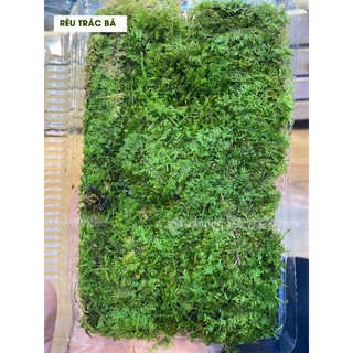 Rêu Trác Bá/ Trắc Bá set bình terrarium, gắn lũa, đá hồ bán cạn
