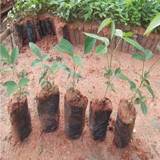 Cây giống cát sâm