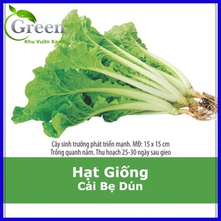 Hạt giống cải bẹ dún dễ trồng