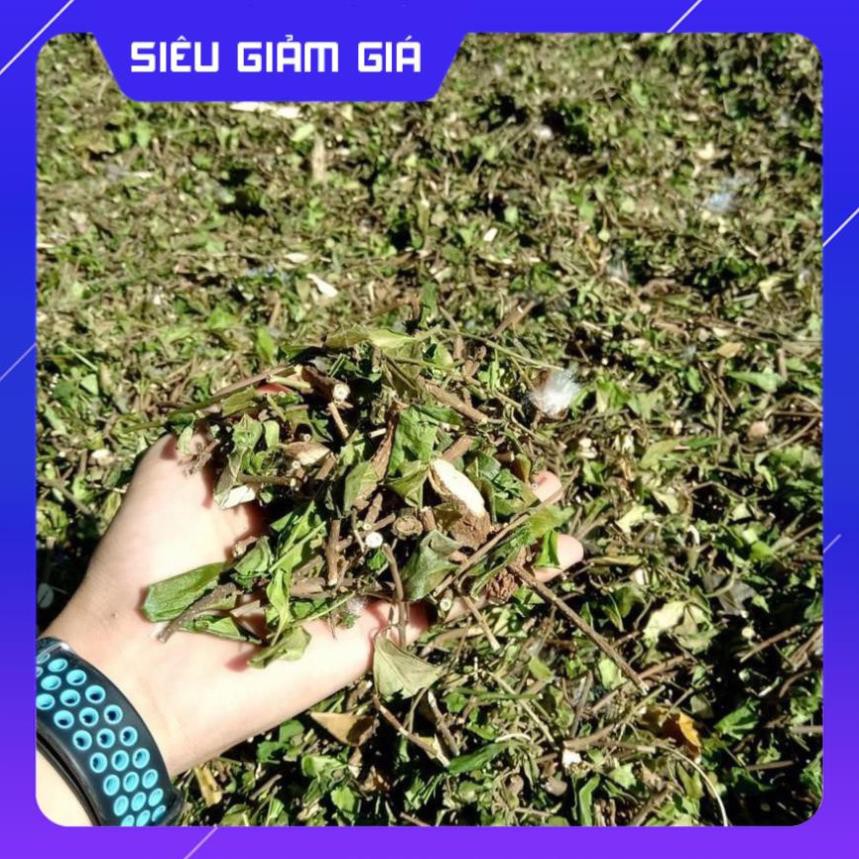 Dây Thìa Canh Thái Nguyên ( Dây Thìa Canh Lá To )
