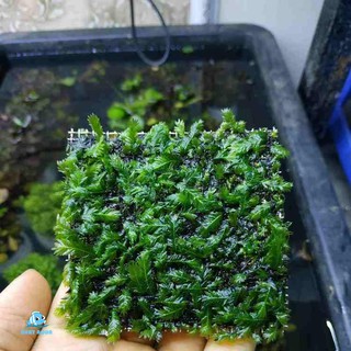 Rêu thủy sinh Phượng Vĩ