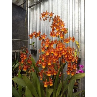 Hoa lan Vũ nữ cam lửa đang nụ đẹp