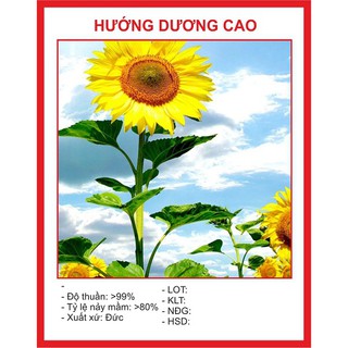 Hạt giống hoa hướng dương cao nhiều hoa bông to 30 hat