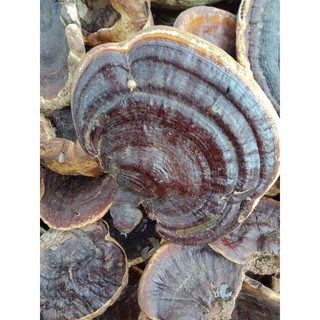 Nấm linh chi rừng