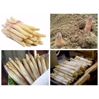 #Hạt_giống_măng_tây ( Tím + Xanh + Trắng ) ( tặng kèm kích mầm )
