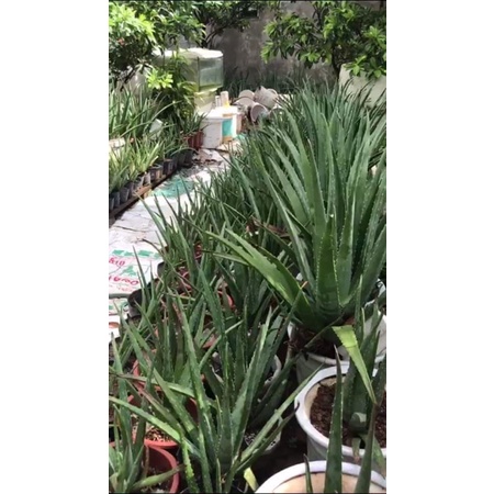 1 kg Bẹ/ lá nha đam Mỹ siêu to