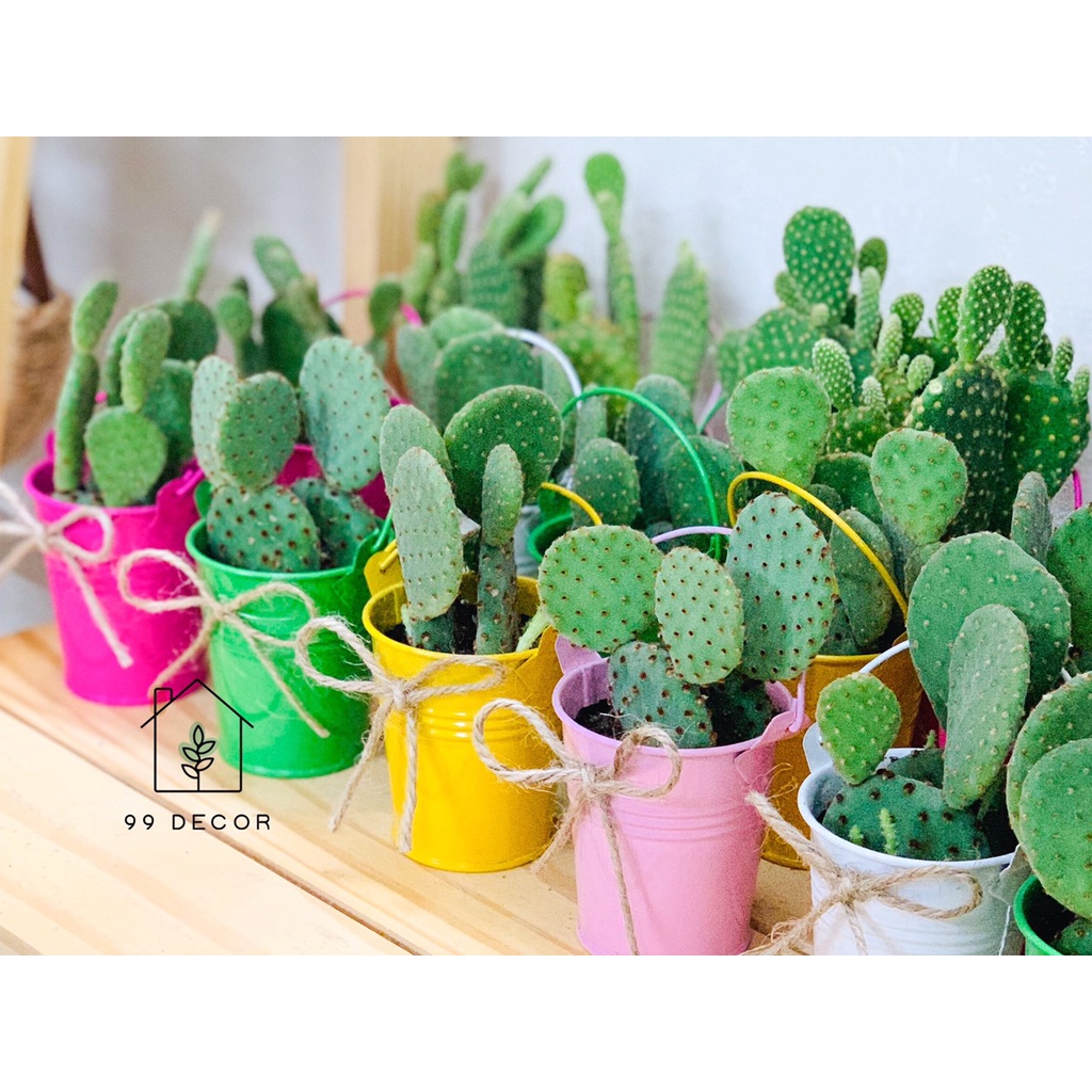 Set Cây Xương Rồng - Sen Đá Kèm Chậu Men Mini - 99Decor&Garden