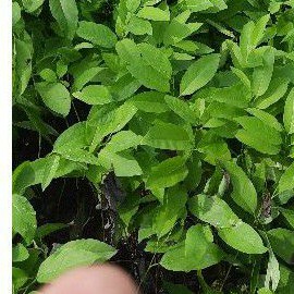 combo 3 cây na dai lạng sơn giống