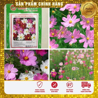 Hạt Giống Hoa Cúc Sao Nhái Đơn Mix LUCKY SEEDS  (100 hạt)