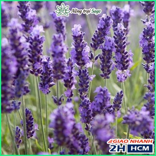 Hạt giống hoa oải hương hoa lavender - nông trại sago - ảnh sản phẩm 3