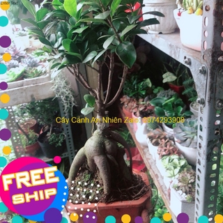 Chậu Cây Si Bonsai