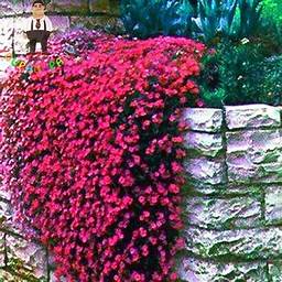Hạt Giống Hoa Leo Đá Lâu Năm Chịu Hạn - Aubrieta (Aubrieta)