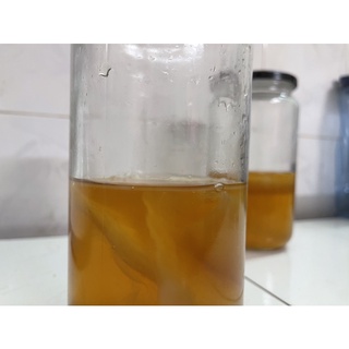 Con giống Scoby Kombucha