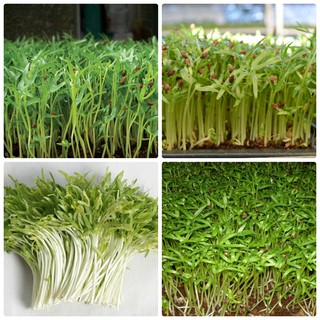 Hạt Giống Mầm Rau Muống (50gram/gói )