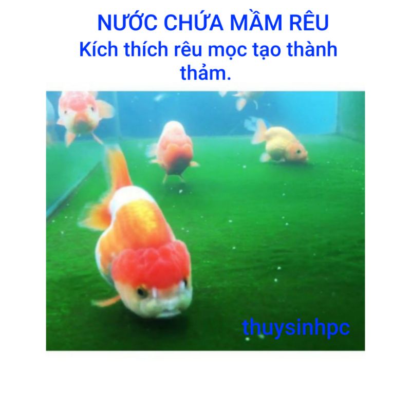 Nước chứa mầm rêu đánh rêu cho hồ cá vàng