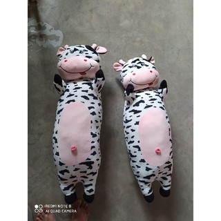 Bò Sữa Bông Nằm Bò Sữa Đứng