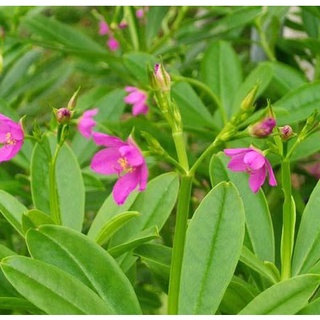Hạt Giống Sâm Đất ( Thổ Sâm ) - 15 hạt/gói - ( CHHG)