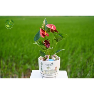 Chậu Sứ Trồng Cây Cảnh Để Bàn.