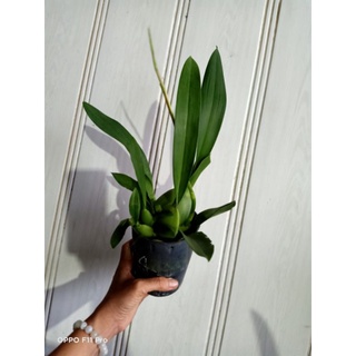 Vũ nữ tiểu thần tiên hoa thơm