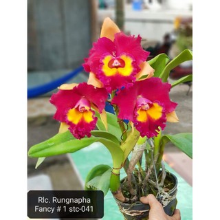 Hoa lan Cattleya Rungnapha cây đẹp, hoa to