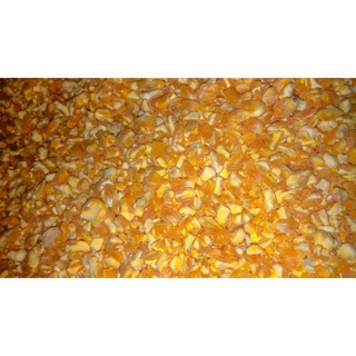Bắp bể - bắp vỡ hạt cho hamster, chim cảnh, vẹt, bồ câu, cu gáy, gà, vịt