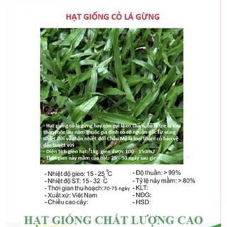 Hạt giống cỏ lá gừng - gói 100 hạt