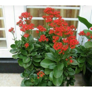 Cây bỏng hoa đỏ- cây sống đời (5cây)