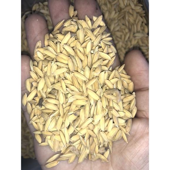 [Giá rẻ] 1KG LÚA MÙA CHO GÀ [THỨC ĂN GÀ - CHIM]