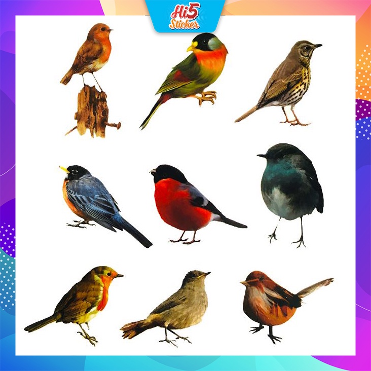 Sticker bộ sưu tập chim Cực COOL ms#247