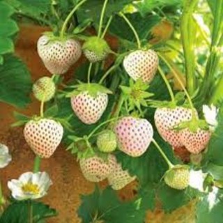 hạt giống dâu tây trắng gói 100 hạt