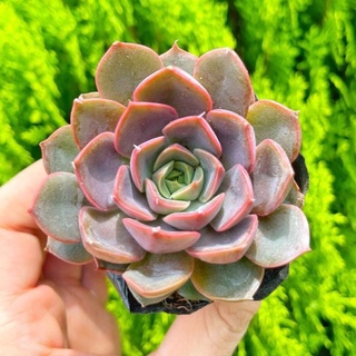 Sen đá hoa hồng nâu 5-7cm - Vườn sen đá