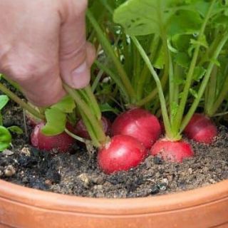 CỦ CẢI CHERRY ĐỎ,TRẮNG ( ĐỦ MÀU ) - củ to, giòn ngọt