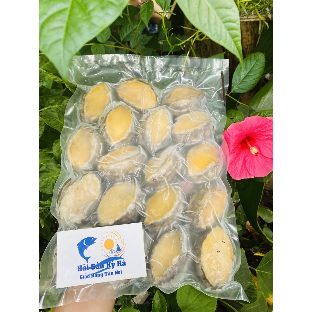Giá sỉ - Bào ngư Abalone size 18 con/kg