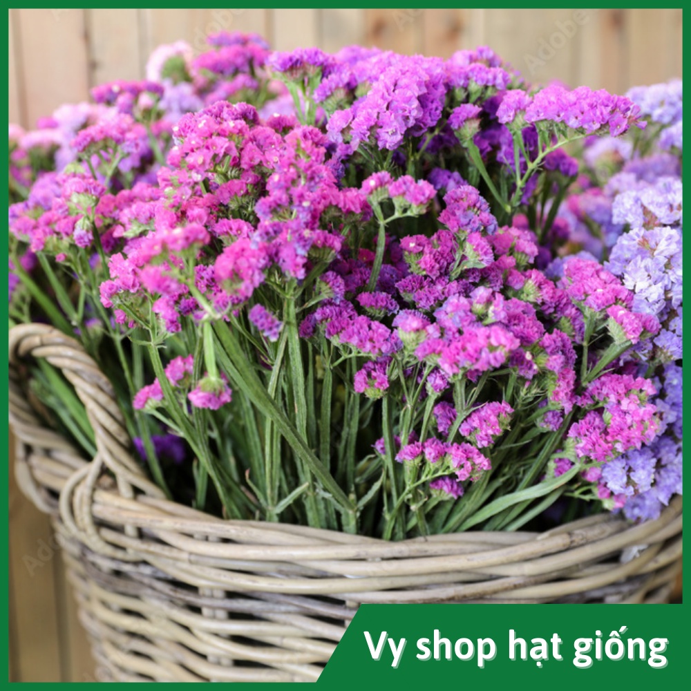 Hạt giống hoa salem Thái Lan gói 100 hạt mix màu