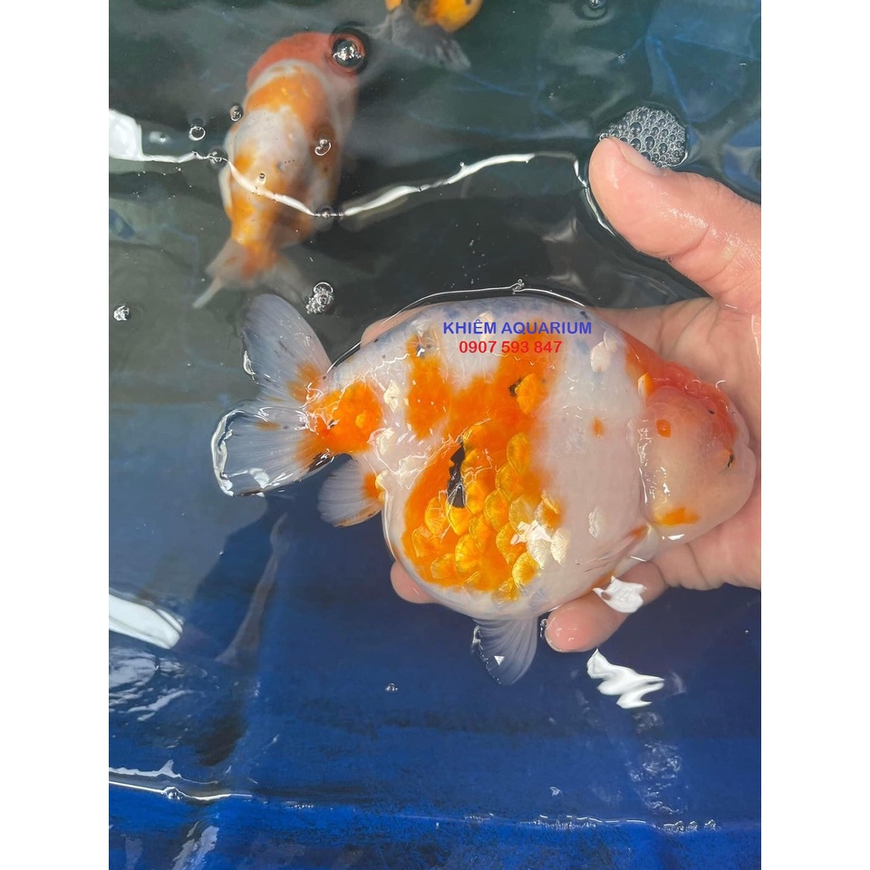 Cám cá vàng tăng màu cực mạnh, đạm cao giúp tăng body, tăng cơ xương, phát triển cơ Porpoise