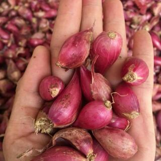 Hành tỏi khô