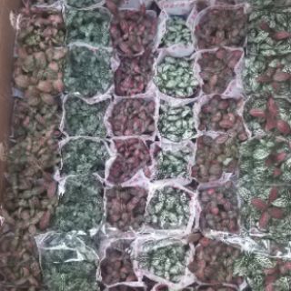 Cây cẩm nhung ( cây may mắn)