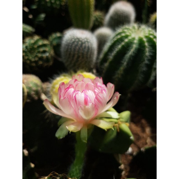Xương rồng Lobivia Bicolor