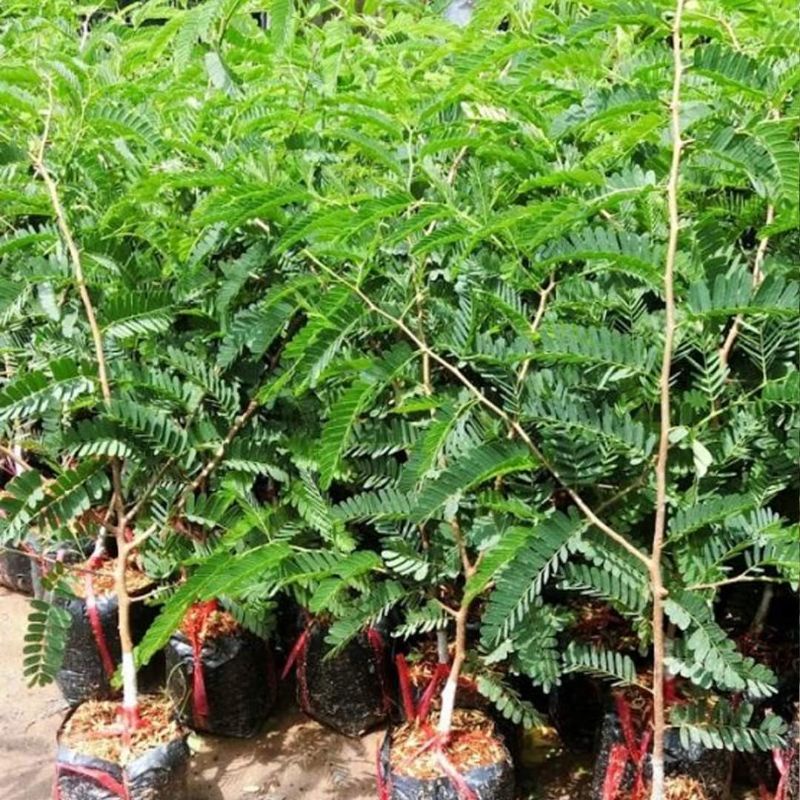 Cây me thái lùn trái ngọt