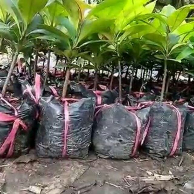 Cây măng cụt
