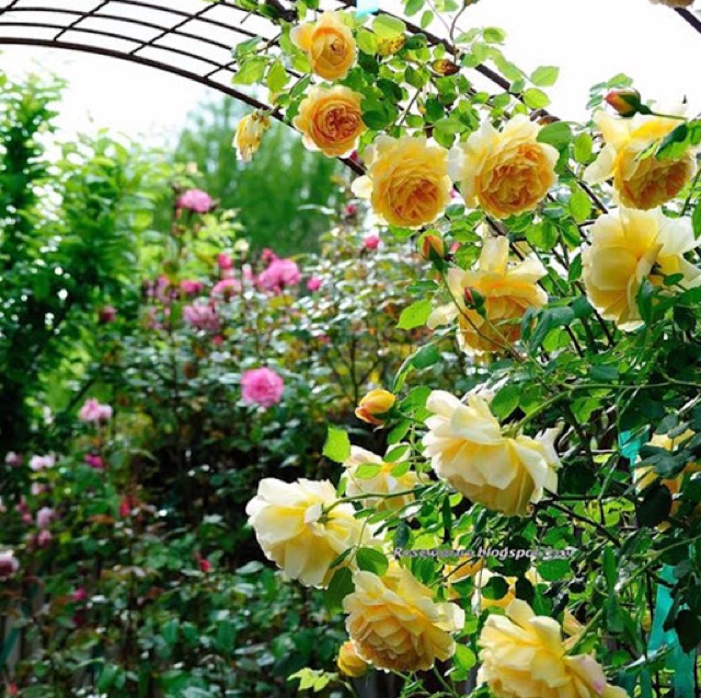 Hoa hồng Golden Celebration Rose