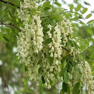 CÂY GIỐNG CÂY HOA HÒE (HÒE HOA) SIZE LỚN