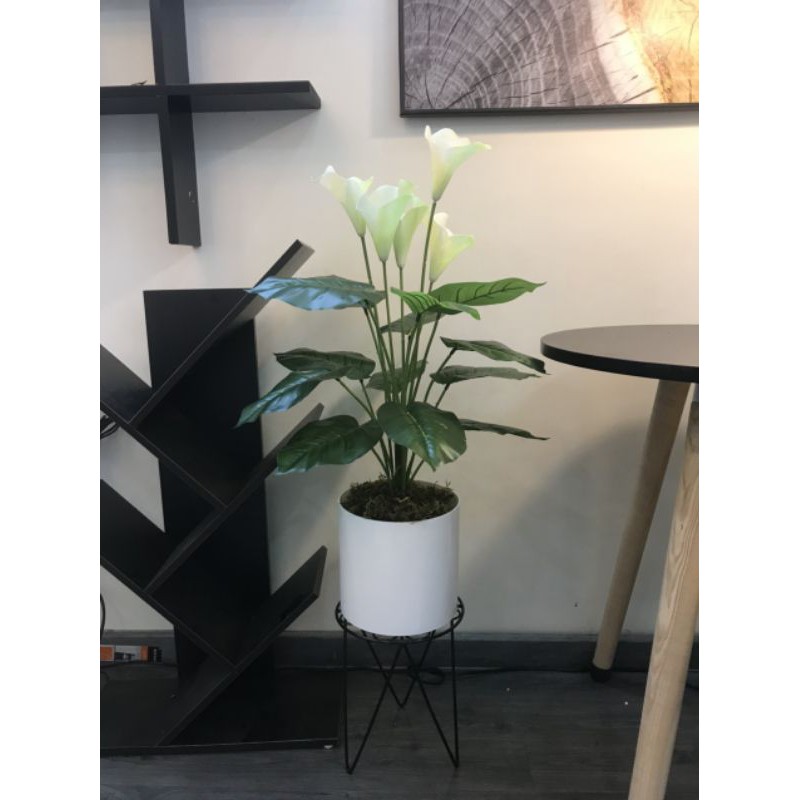 Hoa rum decor
