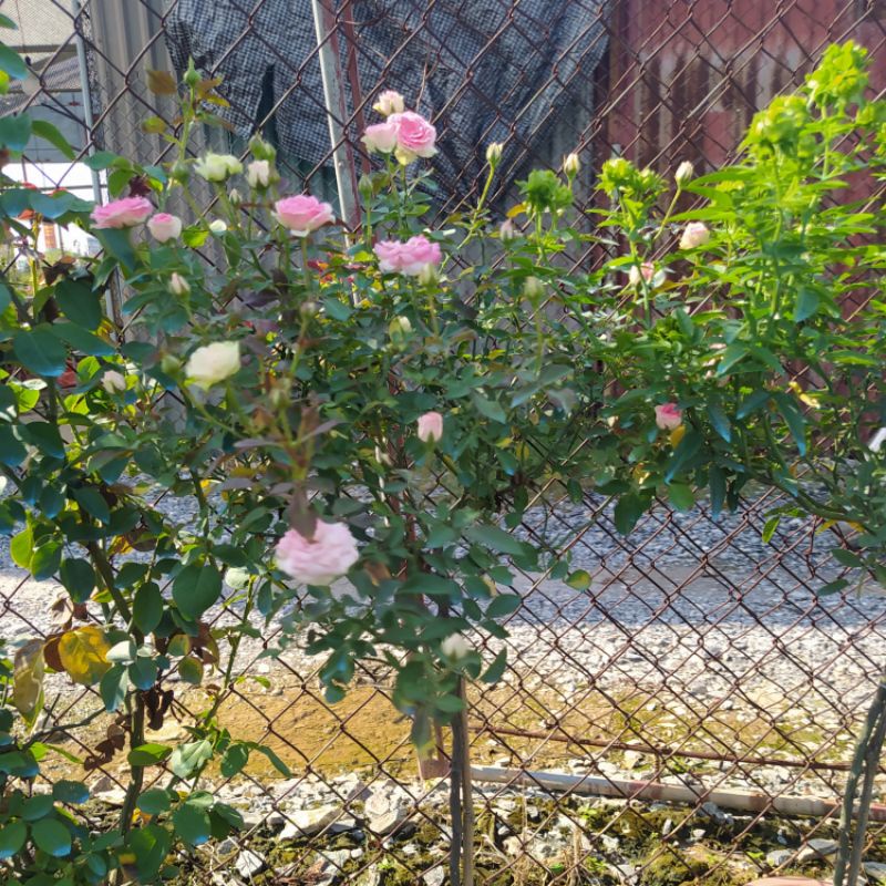 [Thân gỗ,Tree]Hoa hồng ngoại Mini Eden rose – Hoa hồng Pháp vô cùng sai hoa-Vườn Hoa Melinhrose