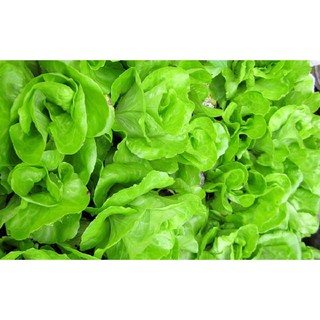 2GR - HẠT GIỐNG XÀ LÁCH BÚP